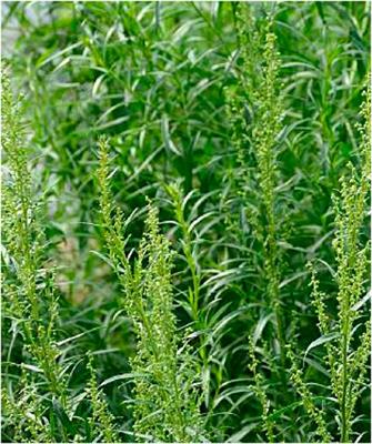 Total phenolic contents, cytotoxic, free radicals, porcine pancreatic α-amylase, and lipase suppressant activities of Artemisia dracunculus plant from Palestine